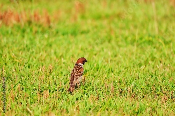 Obraz small bird on the grass