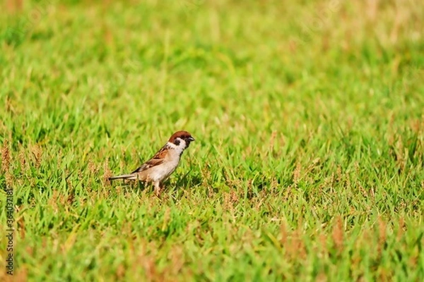 Obraz small sparrow on grass