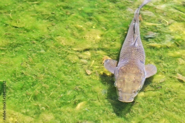 Obraz dead fish in the pond