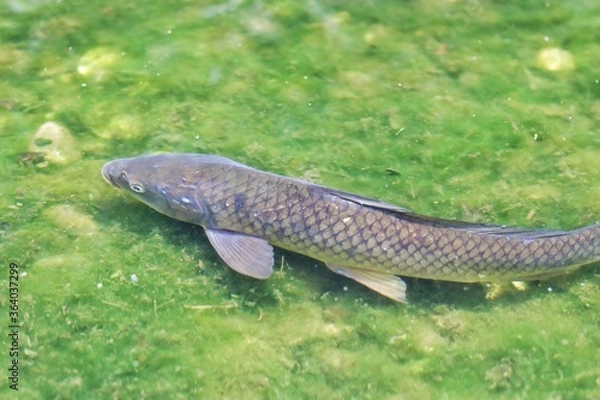 Obraz fish in the pond