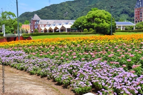 Obraz tulip garden in spring