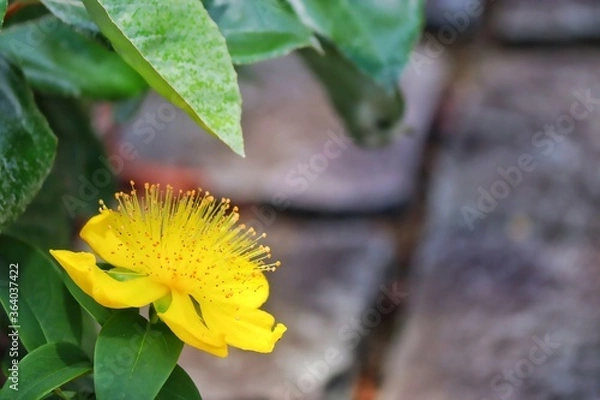 Obraz sunflower and bee