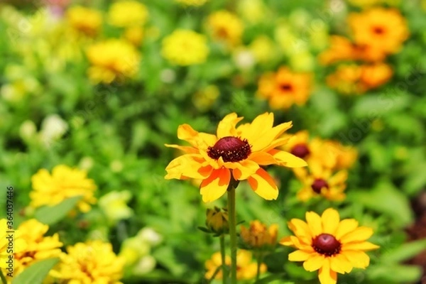 Obraz bee on yellow flower