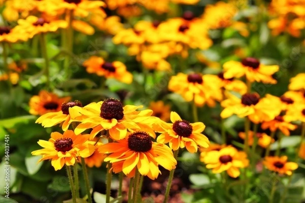 Obraz bee on yellow flower