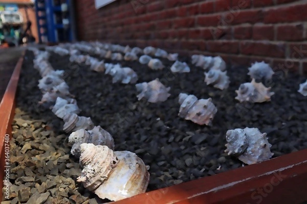 Obraz seedlings in pots