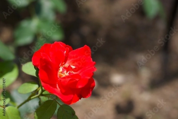 Obraz red rose in garden