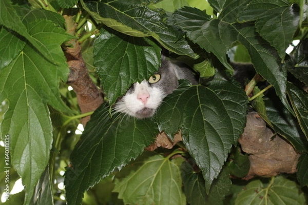 Fototapeta chat dans u narbre