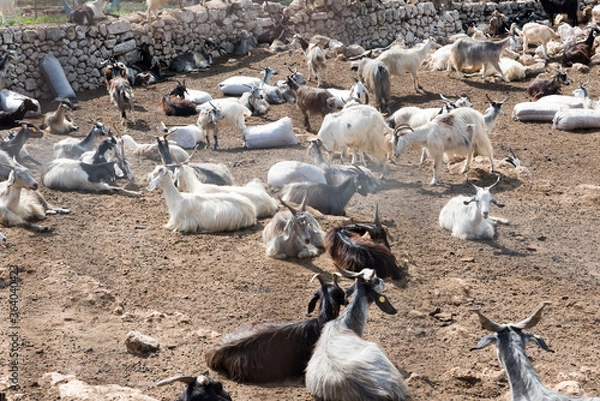 Obraz Goats grazing in Sicily