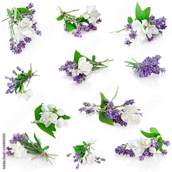 Fototapeta Collection of lavender and jasmine flowers isolated on a white background.