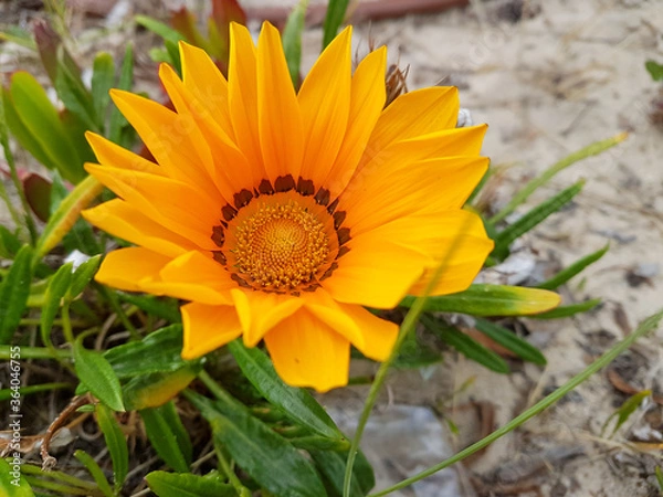 Obraz Gazanie en fleur