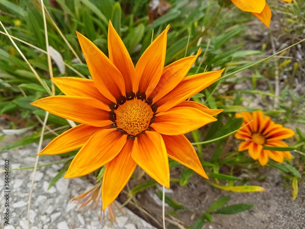 Obraz Gazanie en fleur