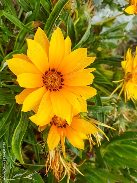 Obraz Gazanie en fleur