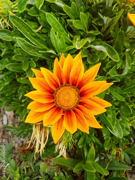 Obraz Gazanie en fleur