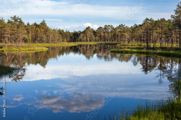 Fototapeta the surface of a forest lake on a sunny day, Estonia