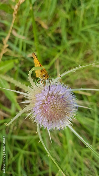 Obraz Papillon butinant un chardon