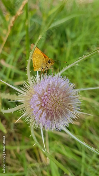 Obraz Papillon butinant un chardon