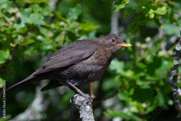 Obraz blackbird on a branch
