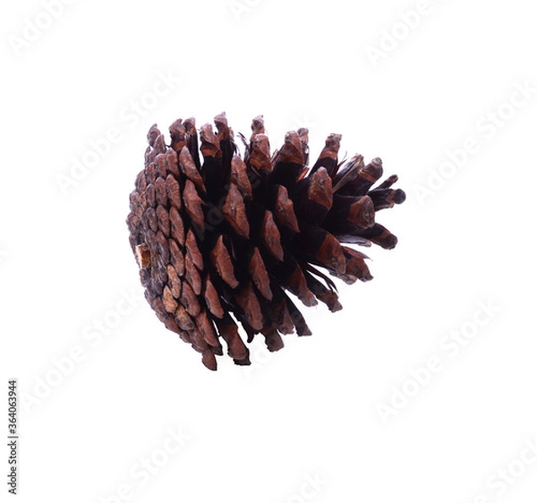 Fototapeta Pine cone isolated on white background