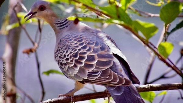 Obraz 遠くを見つめるキジバト