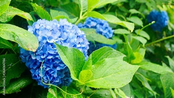 Obraz 雨の中の紫陽花