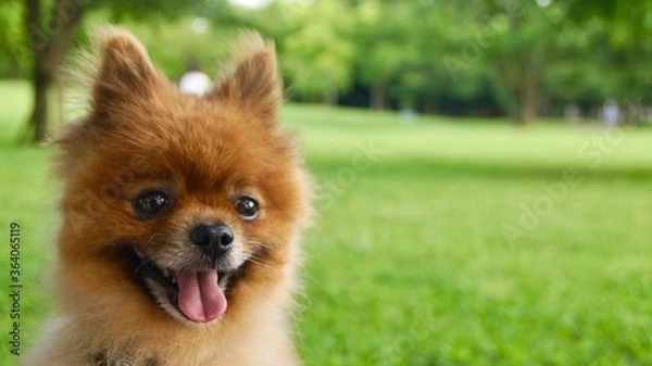 Obraz 満面の笑みを見せるポメラニアン