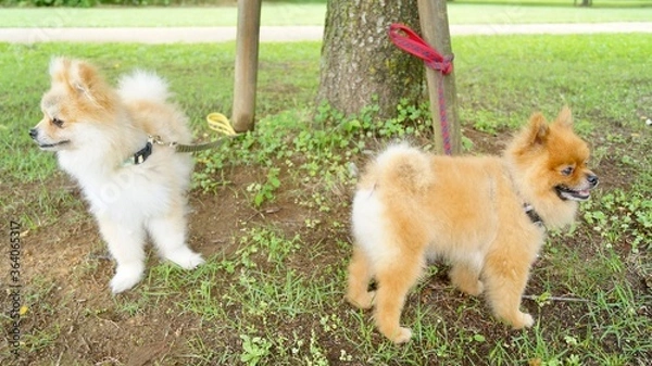 Obraz 喧嘩してそっぽを向くポメラニアン達