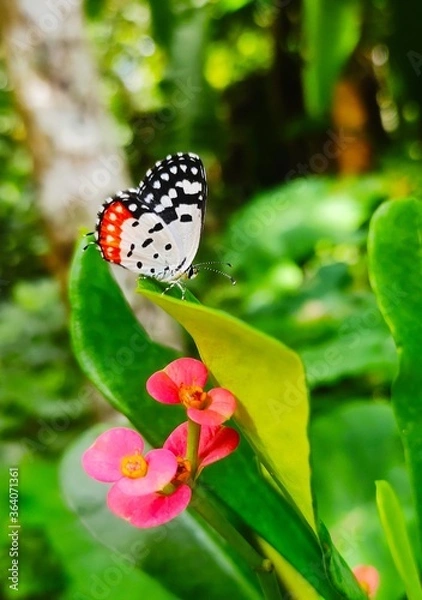 Obraz butterfly on a flower