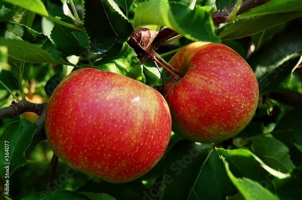 Obraz tree ripend apples