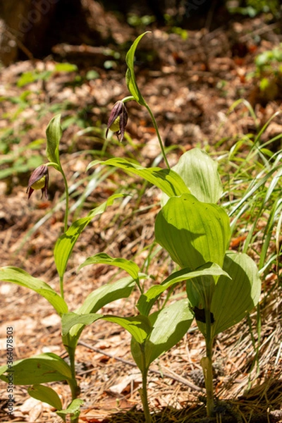 Obraz Lady`s Slipper Orchid (Cypripedium calceolus)
