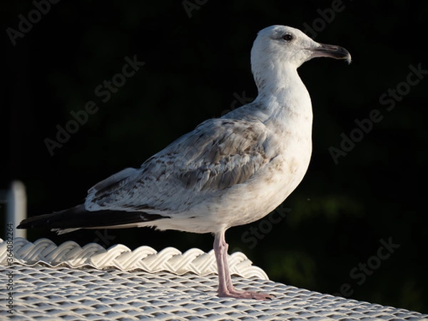 Obraz Möwe auf Strandkorb