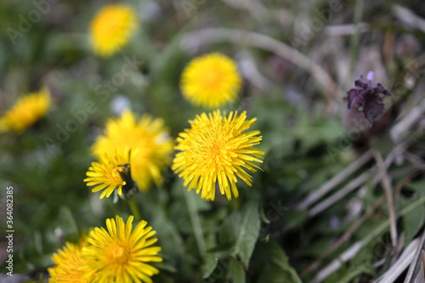 Fototapeta タンポポ