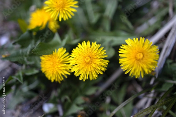 Fototapeta タンポポ