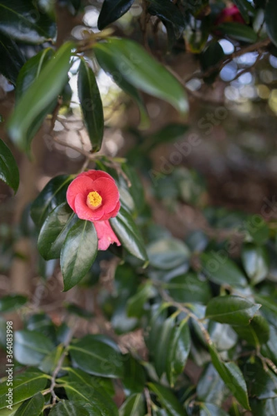 Fototapeta 椿の花