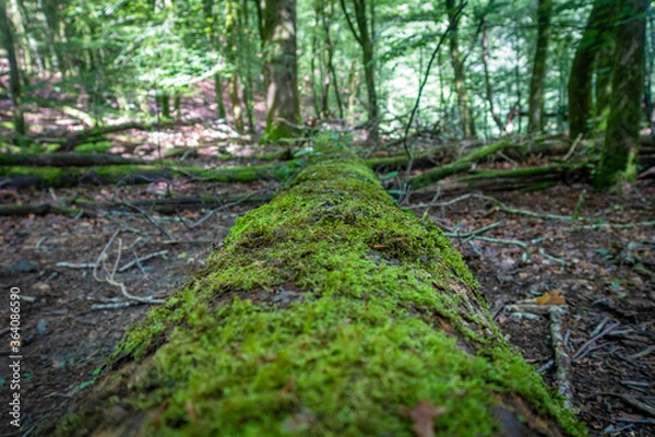 Fototapeta Árbol caído en el Bosque, Artikutza, Navarra, España, Europa