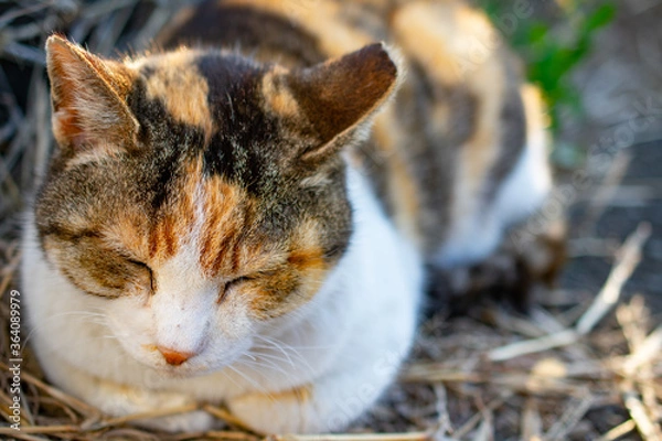 Obraz 日向ぼっこしている野良猫