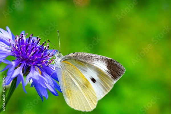 Obraz 花の蜜を吸っているモンシロチョウ