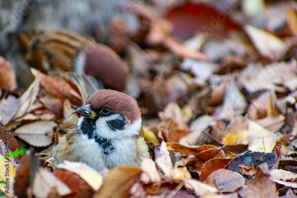 Obraz 落ち葉の中から餌を探している雀