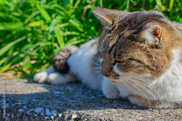 Obraz 日向ぼっこしている野良猫