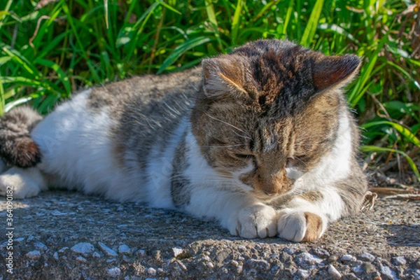 Obraz ションボリしているように見える野良猫