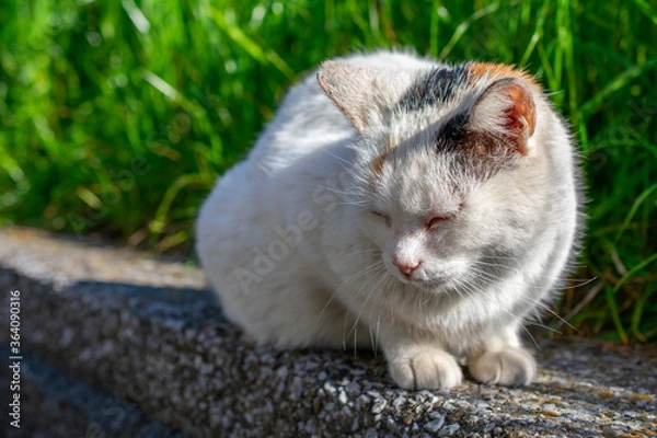 Obraz 日向ぼっこしている野良猫