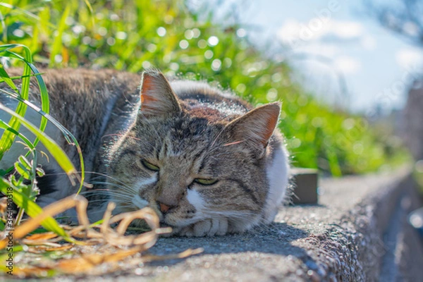 Obraz 日向ぼっこしている野良猫