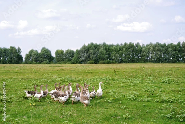 Fototapeta Herd of domestic geese grazes in a green meadow on a summer day