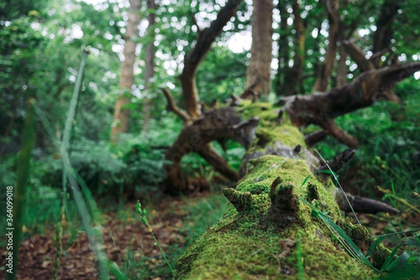 Obraz Mossy tree
