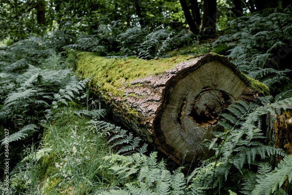 Obraz Tree, Fallen