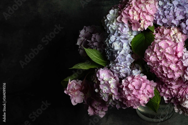 Obraz hydrangea on the dark background