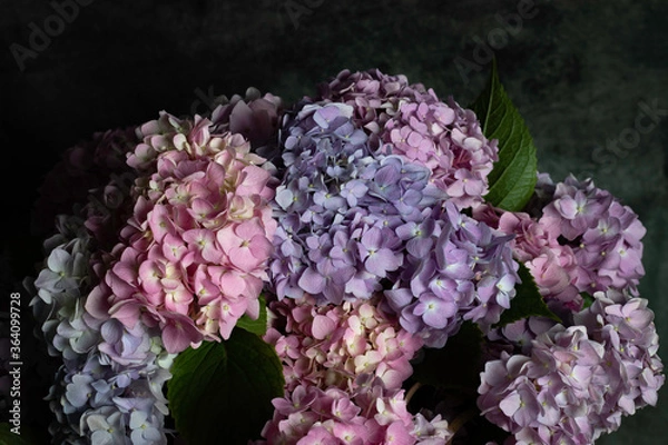 Obraz pink and blue hydrangea on the dark background