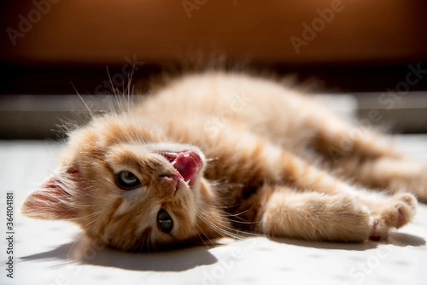 Obraz bocca aperta gatto 