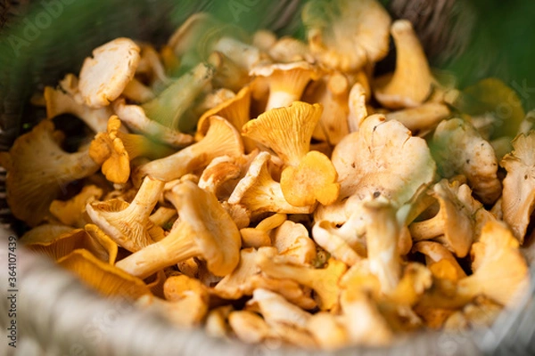 Fototapeta Mushrooms Of Chanterelle In Basket In Forest Close Up.