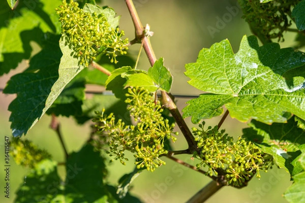 Obraz Close-up of flowering wine grapes with green leaves