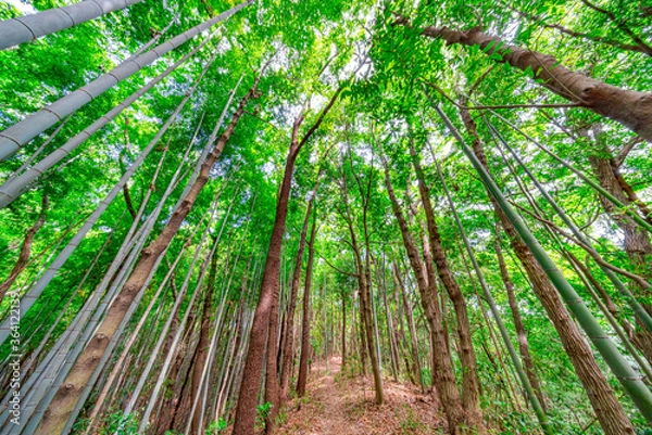 Fototapeta 【エコイメージ】マイナスイオンたっぷりな森林